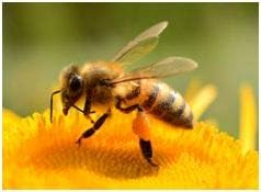 BLÜTENPOLLEN Bienen Pollen 720 Pulver Kapseln Vitamine Vitalstoffe Antioxidantien