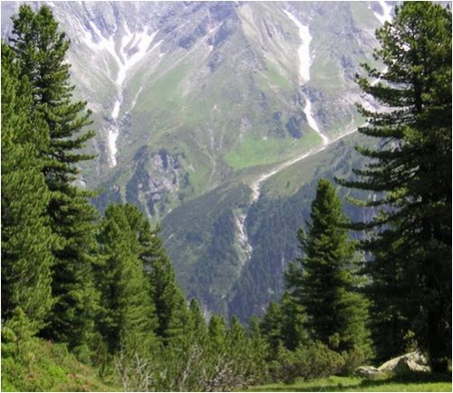 ZIRBENHARZ Österreich 50ml Harz der Tiroler Zirbe Zirbel Zirbelkiefer ZIRBENHOLZHARZ [Waldweihrauch] Räucherwerk zum räuchern & Ausräuchern für Hausreinigung und Rauhnächte.