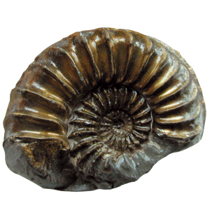 Ammoniten ca. 2-4cm