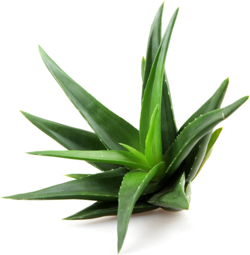 QueenRoyal Aloe Vera Trink Gel 99.55 % pur 2 Liter Sparpack