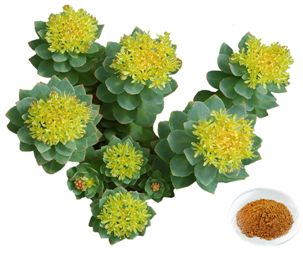 RHODIOLA Rosea ROSENWURZ [ANTI STRESS ADAPTOGEN] 120 Kapseln [NATUR pur] Daily Stress Support - Rosavin & Salidrosid = agil & ausgeglichen [OHNE ZUSATZSTOFFE]