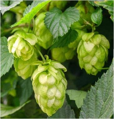 Beruhigung Pur Pflanzliches Beruhigungsmittel 180 Kapseln 6 Kräuter Beruhigungskapseln Hopfen, Melisse, Johanniskraut, Passionsblume, Lavendel, Baldrian - OHNE Zusatzstoffe!