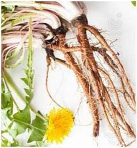 Löwenzahn Wurzel Dandelion Root 120 Pulver Kapseln