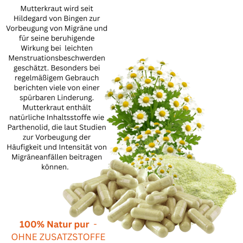 MUTTERKRAUT 720 Kapseln Migränekraut nach HILDEGARD VON BINGEN bei Kopfgewitter 100% NATUR pur. OHNE ZUSATZSTOFFE. ►3+1 GRATIS Angebot.