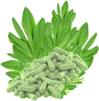 Bärlauch 120 Kapseln Wilder Frischblatt Bärlauch nach Hildegard von Bingen - ANTIOXIDANTIEN (Chlorophyll) und schwefelhaltige sekundäre Pflanzenstoffe - OHNE Zusatzstoffe.