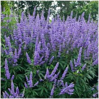 Rotklee & Mönchspfeffer 180 Kapseln Meno Fit - Hormon Balance Frauenleiden Wechseljahre Menopause - NATUR pur Isoflavone & Phytohormone. KEIN EXTRAKT! OHNE ZUSATZSTOFFE. ►3 Monate Vorrat.