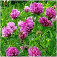 Rotklee & Mönchspfeffer 180 Kapseln Meno Fit - Hormon Balance Frauenleiden Wechseljahre Menopause - NATUR pur Isoflavone & Phytohormone. KEIN EXTRAKT! OHNE ZUSATZSTOFFE. ►3 Monate Vorrat.