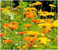 Ringelblume Sehkraft 180 Kapseln Augen-Vitamine Augenkraut Augenpflege Augendank Calendula - OHNE ZUSATZSTOFFE.