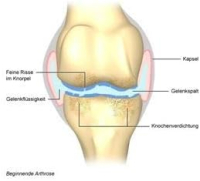 Knorpel & Gelenk Komplex 180 Pulver Kapseln