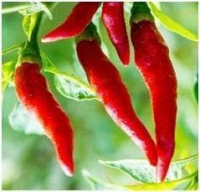 UniKomplex Kurkuma Ingwer Chili Pfeffer 360 Pulver Kapseln