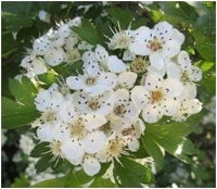 WEISSDORN Weißdorn 180 Kapseln - HERZKRAUT HERZ & KREISLAUF in SCHWUNG [BLÄTTER + BLÜTEN + BEEREN] NATUR pur NICHT Hochdosiert [OHNE Zusatzstoffe].