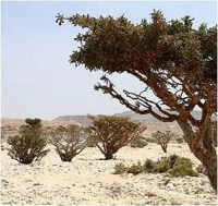 Myrrhe + Kamille + Kaffeekohle 720 (4x180) Carbo Königs-Kapseln [OHNE Zusatzstoffe]