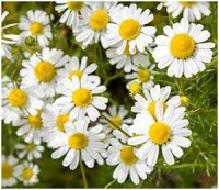 Myrrhe + Kamille + Kaffeekohle 720 (4x180) Carbo Königs-Kapseln [OHNE Zusatzstoffe]