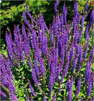 SALBEI 180 Kapseln - Natürliche Hilfe bei Schwitzen, Hitzewallungen, Nachtschweiß, Blähungen. 100% NATUR pur - NICHT aus EXTRAKT! Nicht künstlich hochdosiert! [OHNE ZUSATZSTOFFE]