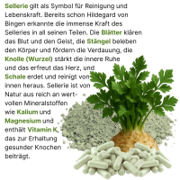 SELLERIE 360 Kapseln - BLUT Magen LEBER Darm NIEREN Blase VERDAUUNG - 100% NATUR pur. OHNE ZUSATZSTOFFE.