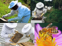 PROPOLIS + BLÜTENPOLLEN 120 Kapseln SuperKombi Superfood der Natur [OHNE ZUSATZSTOFFE]