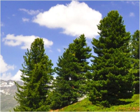 ZIRBENHARZ zum räuchern Harz Tiroler Zirbenkiefer 50ml ZIRBENHOLZHARZ [Waldweihrauch] Räucherset mit Räucherwerk, Räucherkohle, Räucherzubehör.