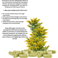 Echte Goldrute Solidago 180 Pulver Kapseln Nieren Blase Harnwege [OHNE Zusatzstoffe]