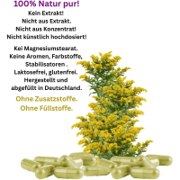 Echte Goldrute Solidago 180 Pulver Kapseln Nieren Blase Harnwege [OHNE Zusatzstoffe]
