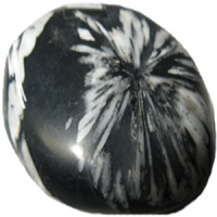 Chrysantheme Schmeichelstein ca. 2-4cm