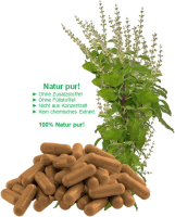 Basilikum Holy Basil Ayurveda Tulsi 360 Kapseln