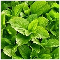 Beruhigung Pur Pflanzliches Beruhigungsmittel 180 Kapseln 6 Kräuter Beruhigungskapseln Hopfen, Melisse, Johanniskraut, Passionsblume, Lavendel, Baldrian - OHNE Zusatzstoffe!