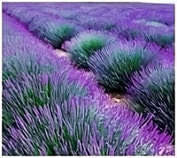 Beruhigung Pur Pflanzliches Beruhigungsmittel 180 Kapseln 6 Kräuter Beruhigungskapseln Hopfen, Melisse, Johanniskraut, Passionsblume, Lavendel, Baldrian - OHNE Zusatzstoffe!