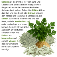 SELLERIE 720 Kapseln - BLUT Magen LEBER Darm NIEREN Blase VERDAUUNG - 100% NATUR pur. OHNE ZUSATZSTOFFE.