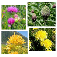 Leber Aktiv 9 Bitterkräuter Alpenbitter Kräuterbitter 360 Kapseln