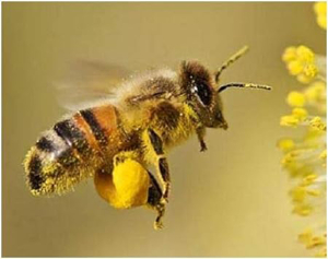 Blütenpollen - ganze Bienenpollen 360 Kapseln