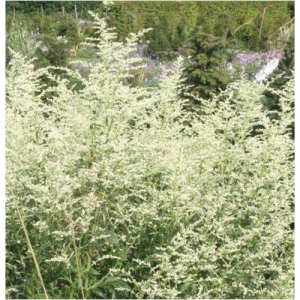 Beifuss Beifuß Artemisia 720 Pulver Kapseln