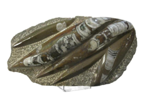 Fossilien Versteinerungen Ammoniten Orthoceras & Trilobiten