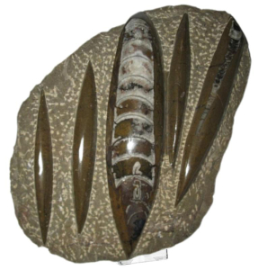 Fossilien Versteinerungen Ammoniten Orthoceras & Trilobiten